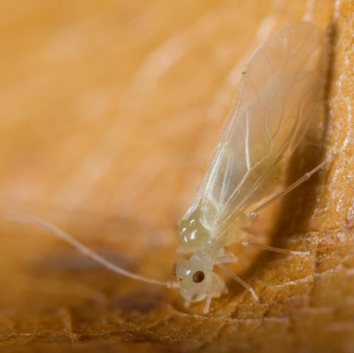 Valenzuela flavidus