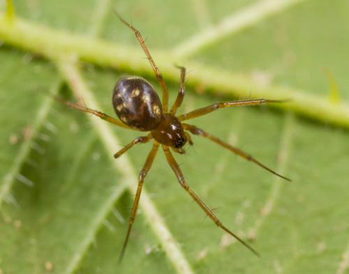 Réf. 220 233 : Tenuiphantes sp.