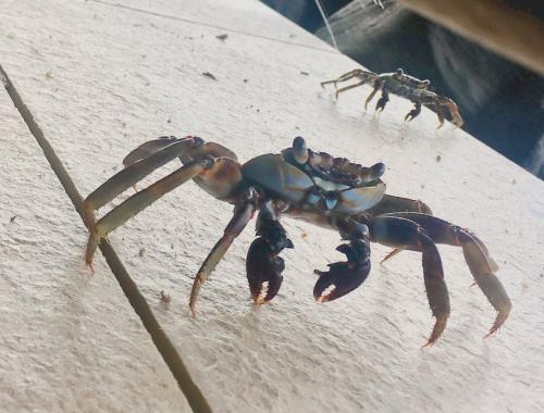 Réf. 220 262 : Grapsus grapsus