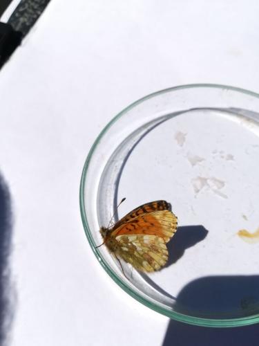 Boloria napaea