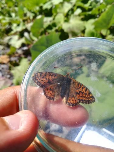 Boloria napaea