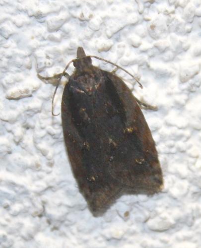 Réf. 220 998 : Acleris umbrana