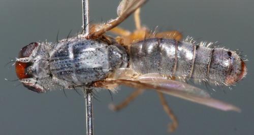 Microprosopa haemorrhoidalis