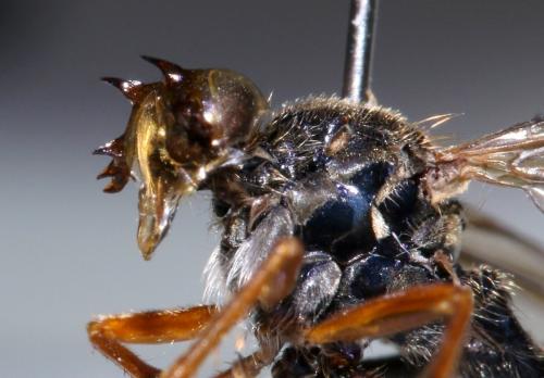 Dioctria rufipes