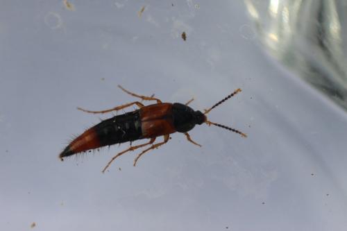 Tachyporinae