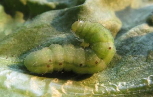 Réf. 220 566 : Plusiinae inconnu
