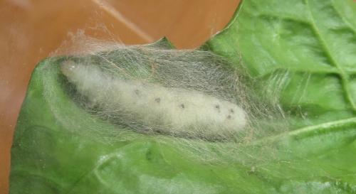 Réf. 220 567 : Plusiinae inconnu