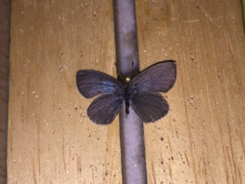 Cupido minimus