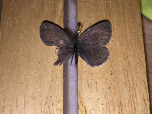 Cupido minimus