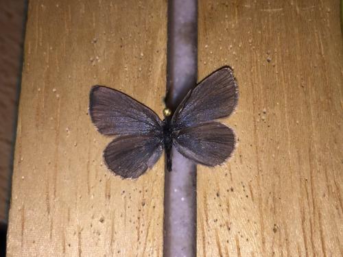Cupido minimus