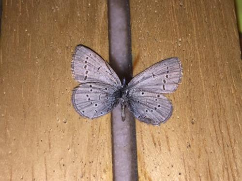 Cupido minimus