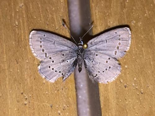 Cupido minimus