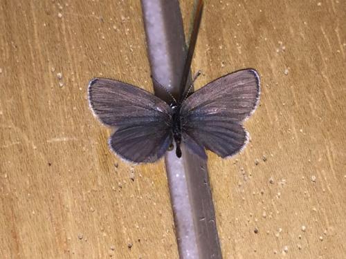 Cupido minimus
