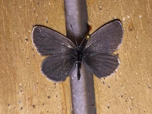 Cupido minimus