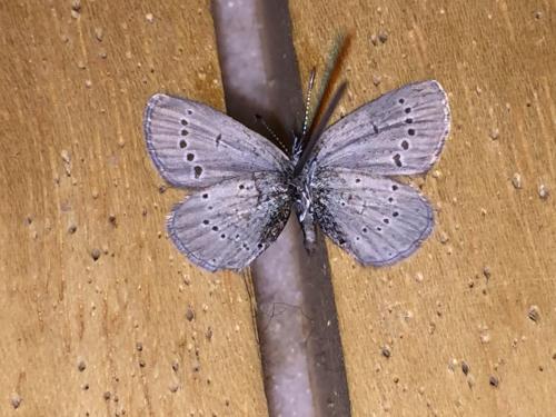 Cupido minimus