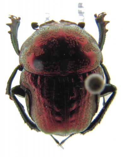 Gymnopleurus fulgidus