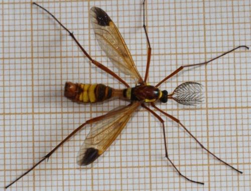 Réf. 220 860 : Ctenophora ornata