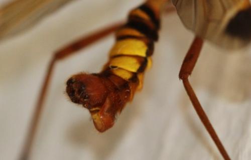 Réf. 220 863 : Ctenophora ornata