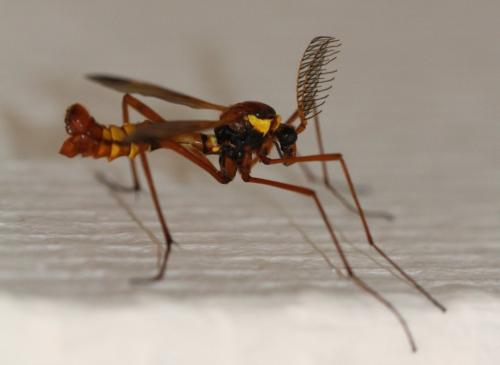 Réf. 220 862 : Ctenophora ornata
