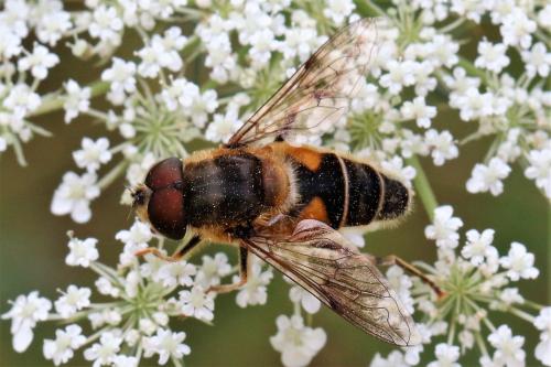 Réf. 220 370 : Eristalis pertinax