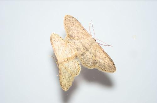 Idaea seriata
