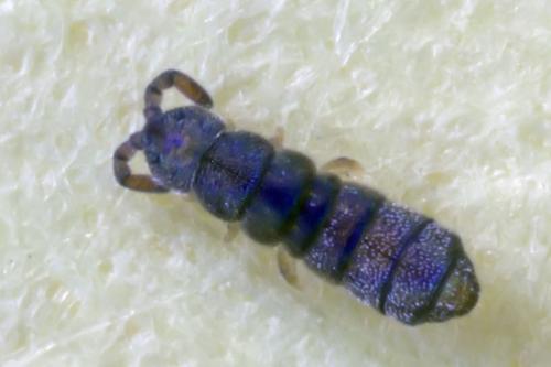 Vertagopus arboreus