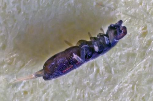 Vertagopus arboreus