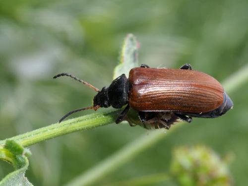 Megischina armillata