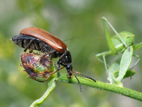 Réf. 220 760 : Megischina armillata