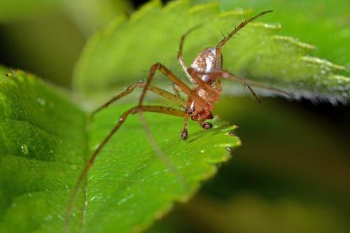 Metellina mengei
