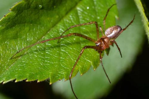 Metellina mengei