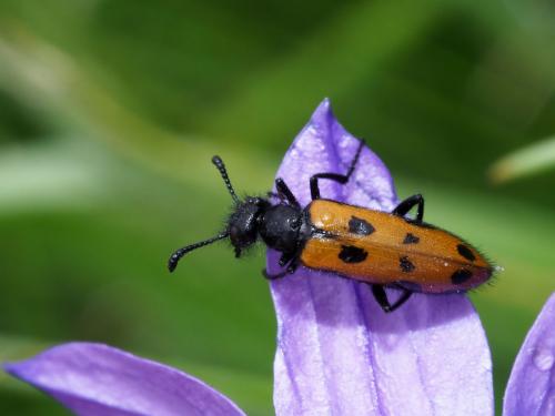 Réf. 220 219 : Mylabris laevicollis