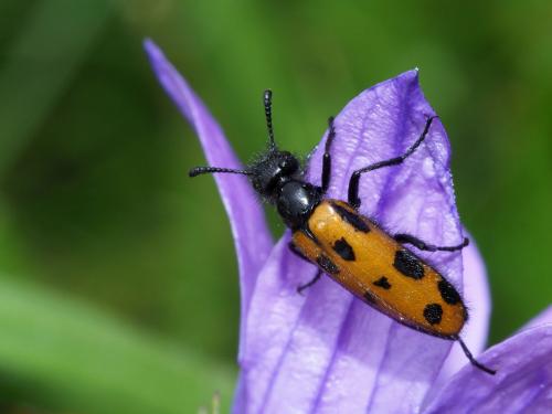 Mylabris laevicollis