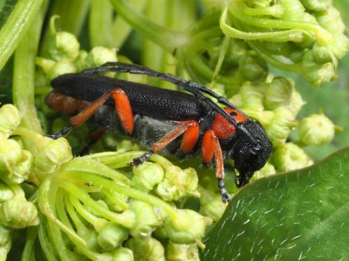 Phytoecia affinis