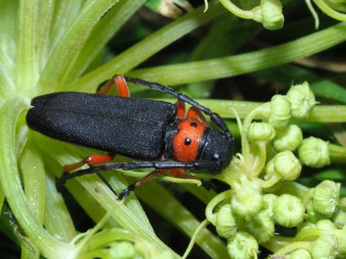Phytoecia affinis