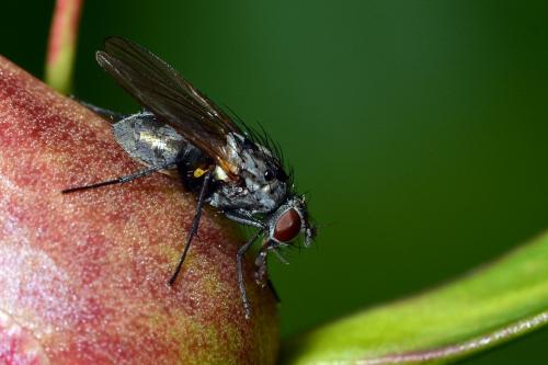 Hylemya sp.