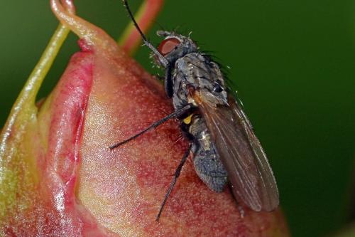 Hylemya sp.