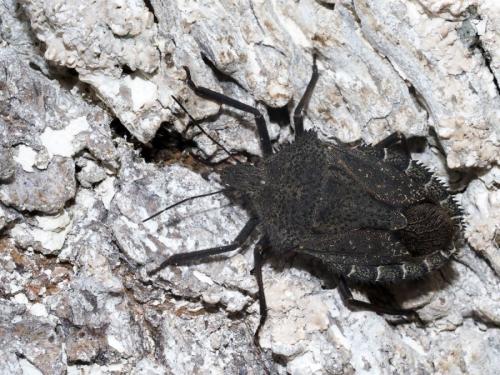 Mustha spinosula