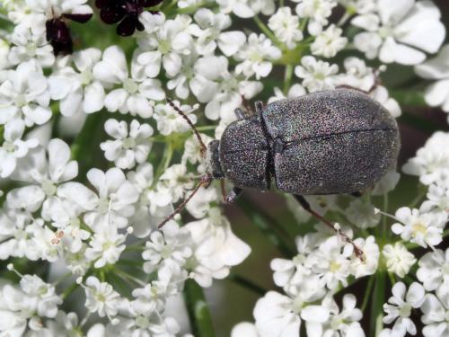 Mycterus tibialis