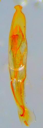 Omonadus floralis