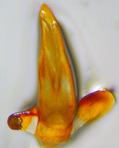 Bradycellus sharpi