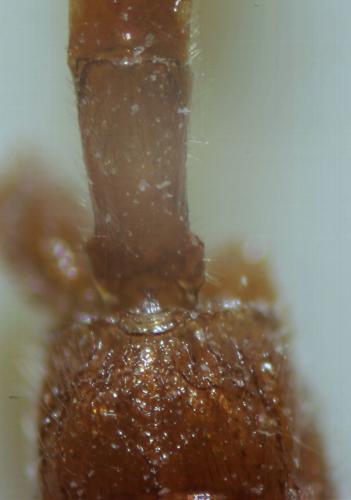 Homolobus sp.