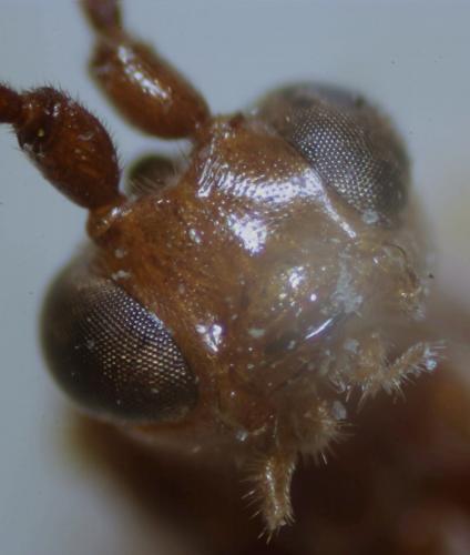 Homolobus sp.