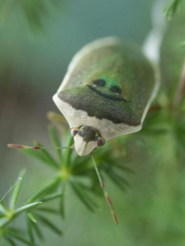 Nezara viridula