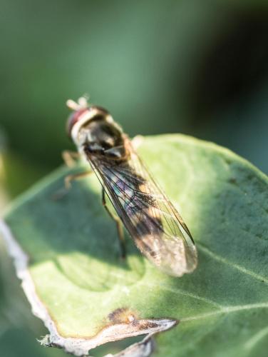 Meliscaeva auricollis
