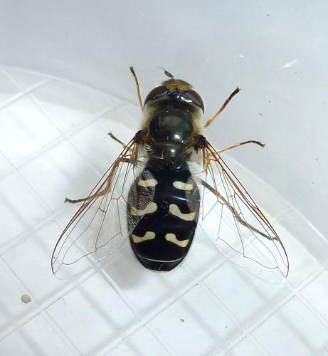 Réf. 220 622 : Scaeva pyrastri