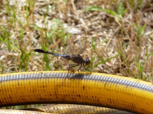 Orthetrum caledonicum