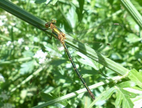 Lestes sponsa