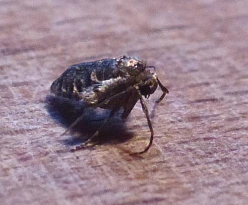 Operophtera brumata