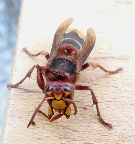 Vespa crabro